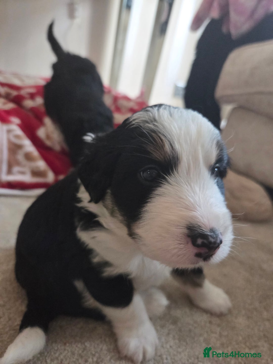 Bordoodle dogs for sale: F2 Bordoodle puppies - Image 4