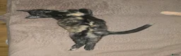 Mixed Breed cats for sale: Maine Coon mix - Advert 4