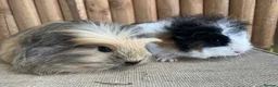 Guinea Pig rodents for sale: Baby girls - Advert 3