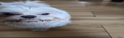 Shih Tzu dogs for sale: Male Imperial Shih Tzu Pup For Sale - Advert 3