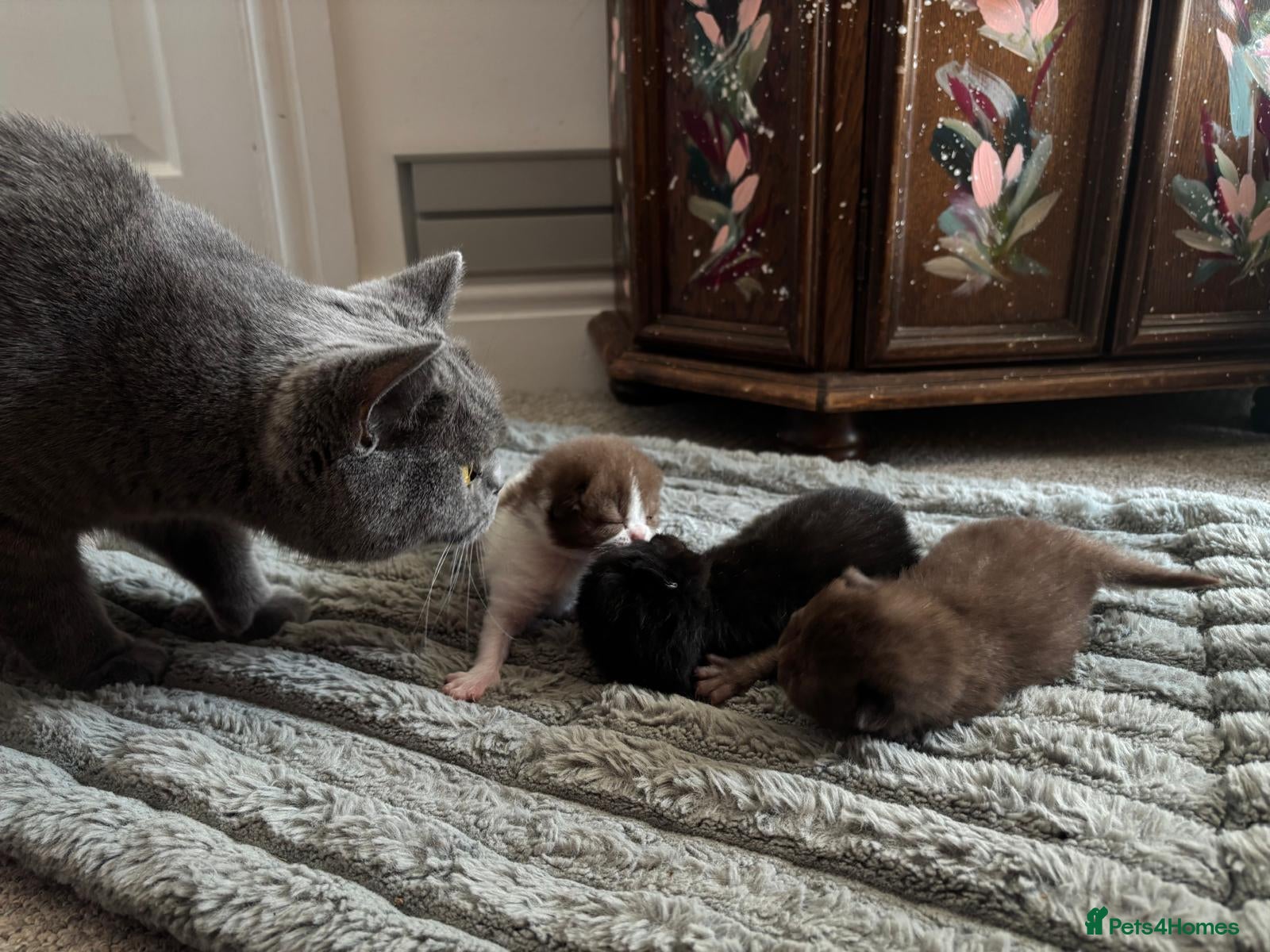 British Shorthair cats 3 GCCF registered British short hair kittens - Advert 17