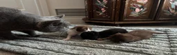 British Shorthair cats for sale: 2 female GCCF British short hair kittens - Advert 12