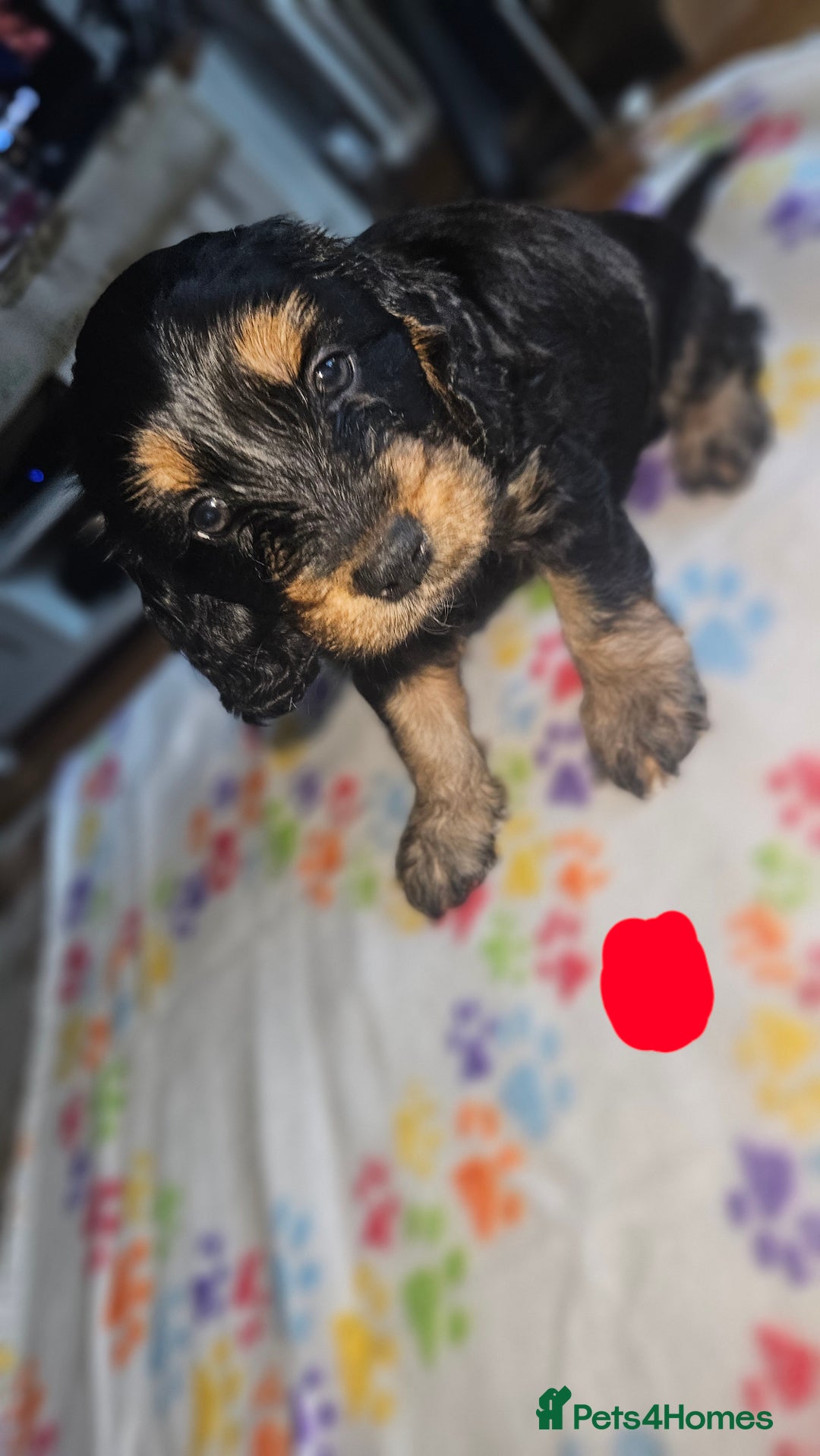 Cockapoo dogs for sale: Cockerpoo  - Image 12