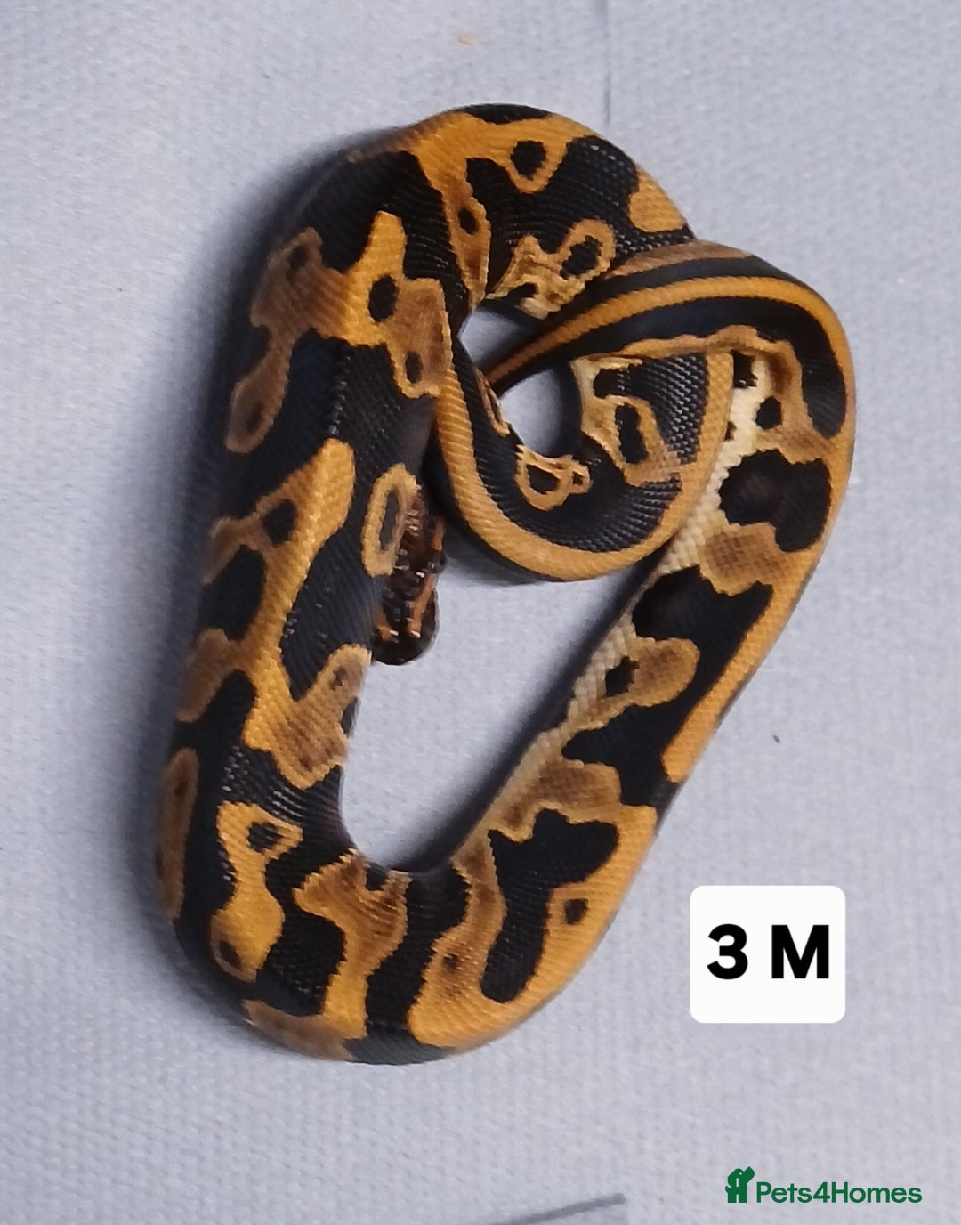 Python Snake reptiles for sale: Hatchling Royal Pythons Males  - Advert 15
