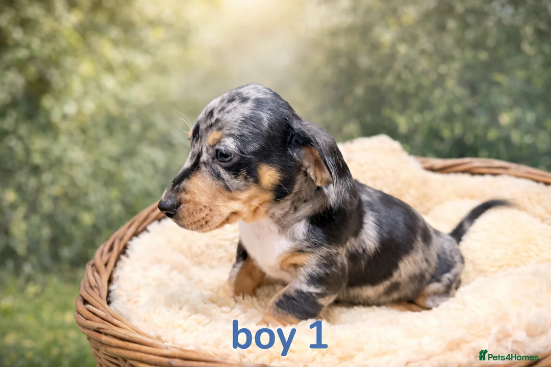 Miniature Dachshund dogs for sale: Miniature dachshund cross puppies  - Advert 4