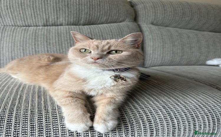 British Shorthair cats - Advert 3