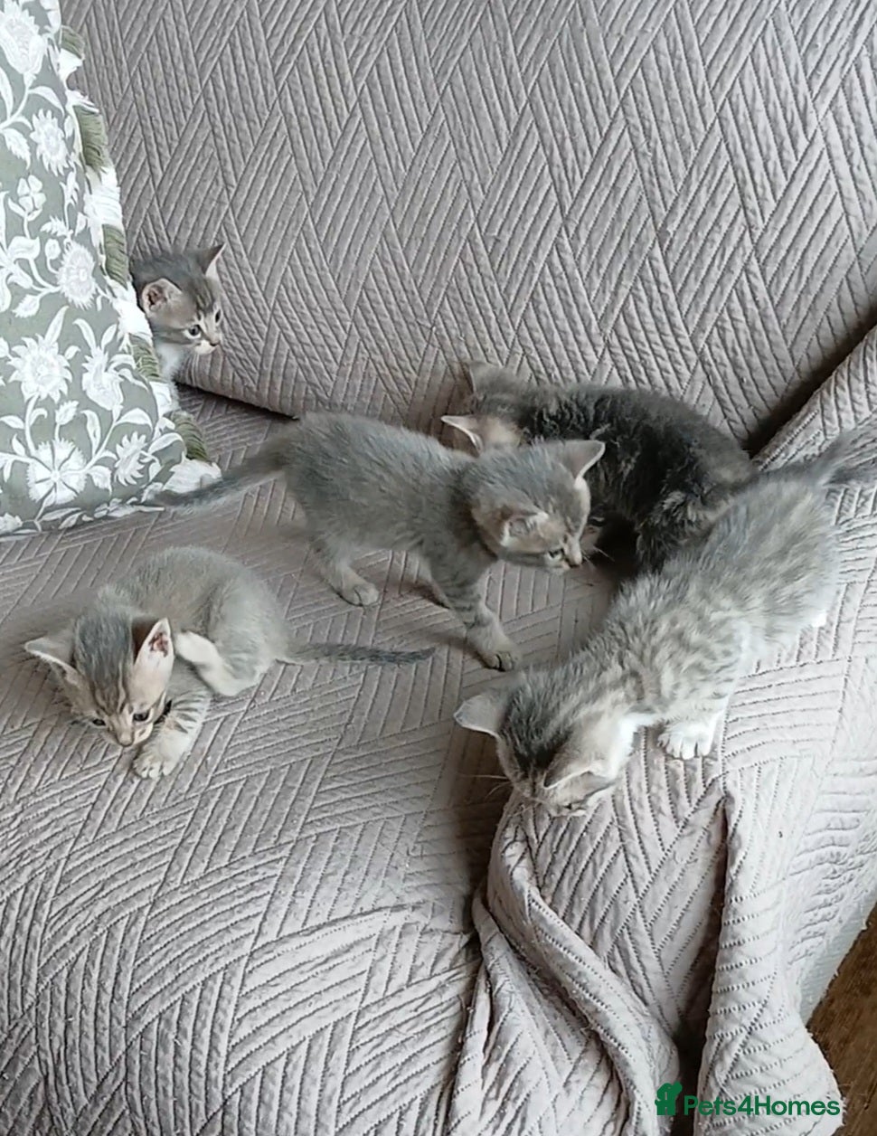 Bengal cats BLUE Bengal Cross Kittens | 2 LEFT! - Advert 14