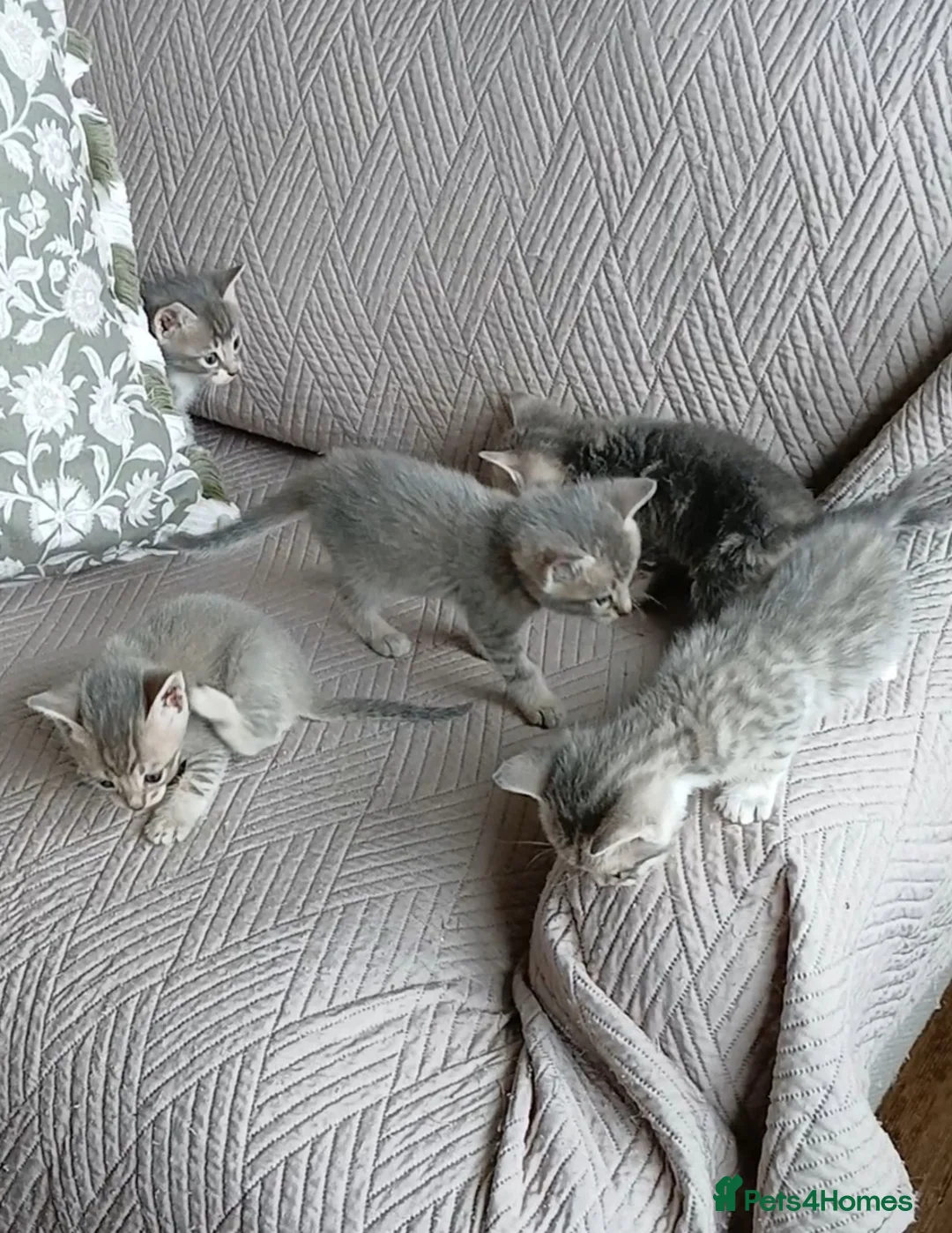 Bengal cats for sale: BLUE Bengal Cross Kittens | 2 LEFT! - Advert 1