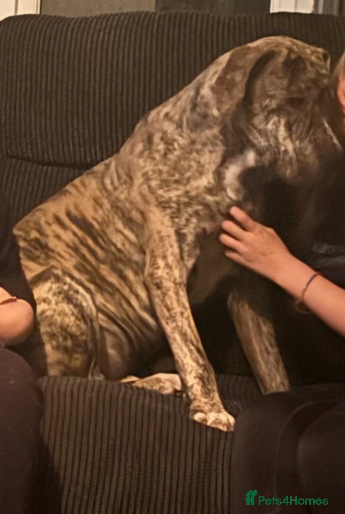 Mixed Breed dogs Cane corso x boerboel - Advert 2