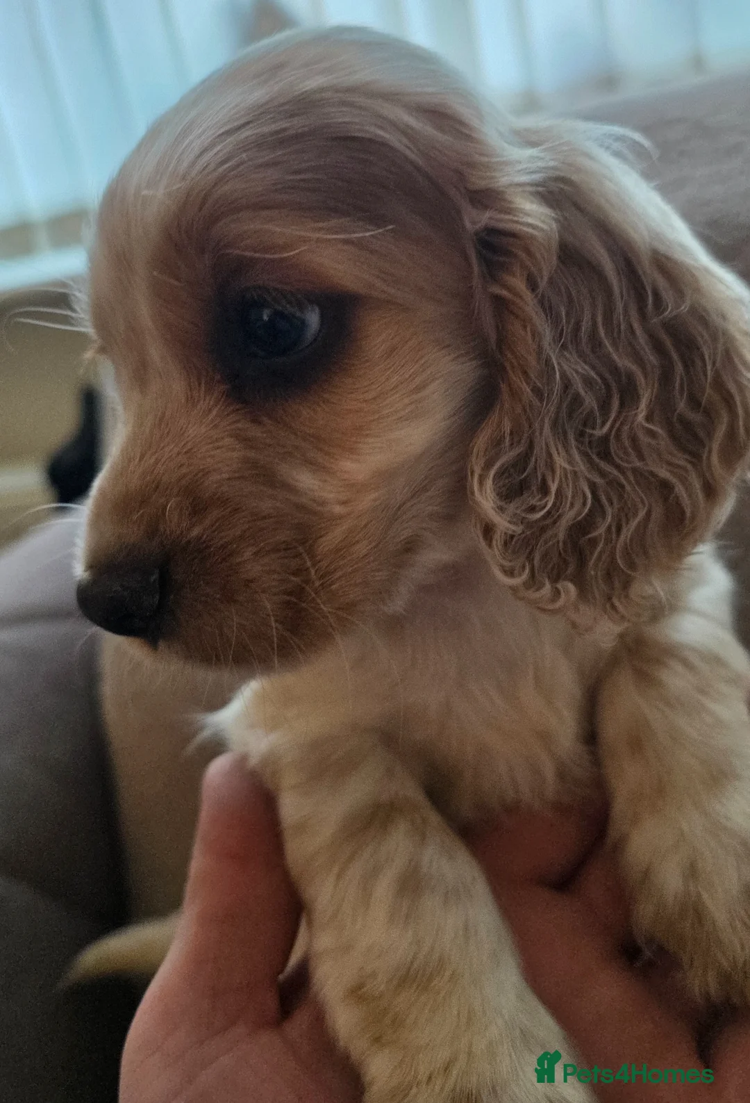 Cocker Spaniel dogs for sale: Last 2 boys ready to leave this weekend - Advert 2