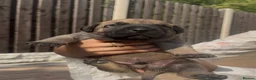 Presa Canario dogs for sale: Purebred chunky presa canario puppies  in Sheffield - Advert 7