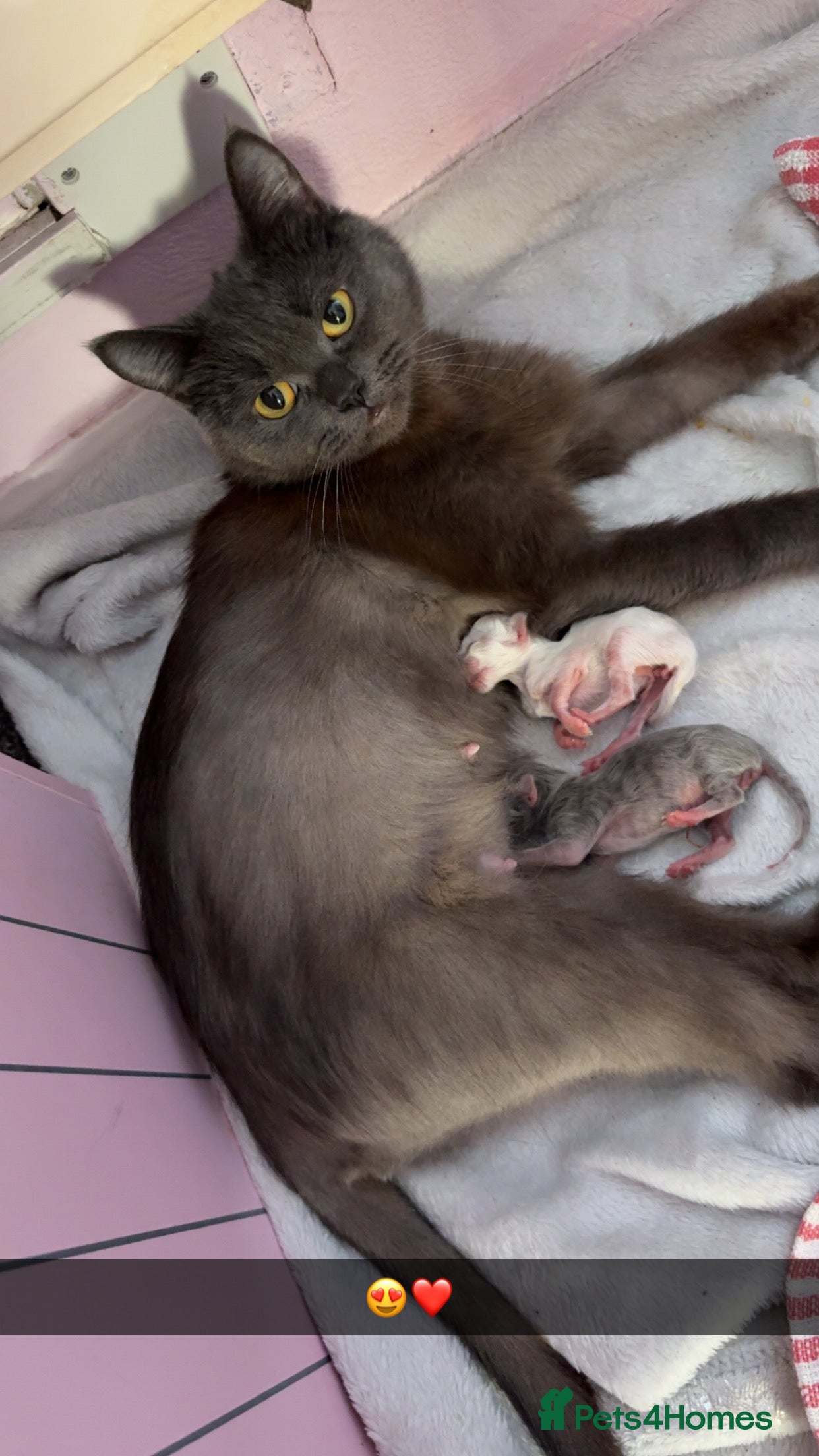 British Longhair cats X2 male British longhair kittens needing homes - Advert 7