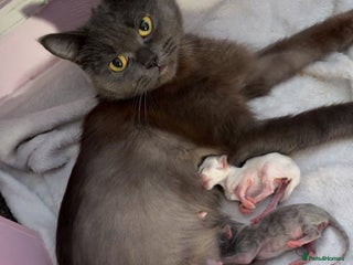 British Longhair cats X2 male British longhair kittens needing homes - Advert 6