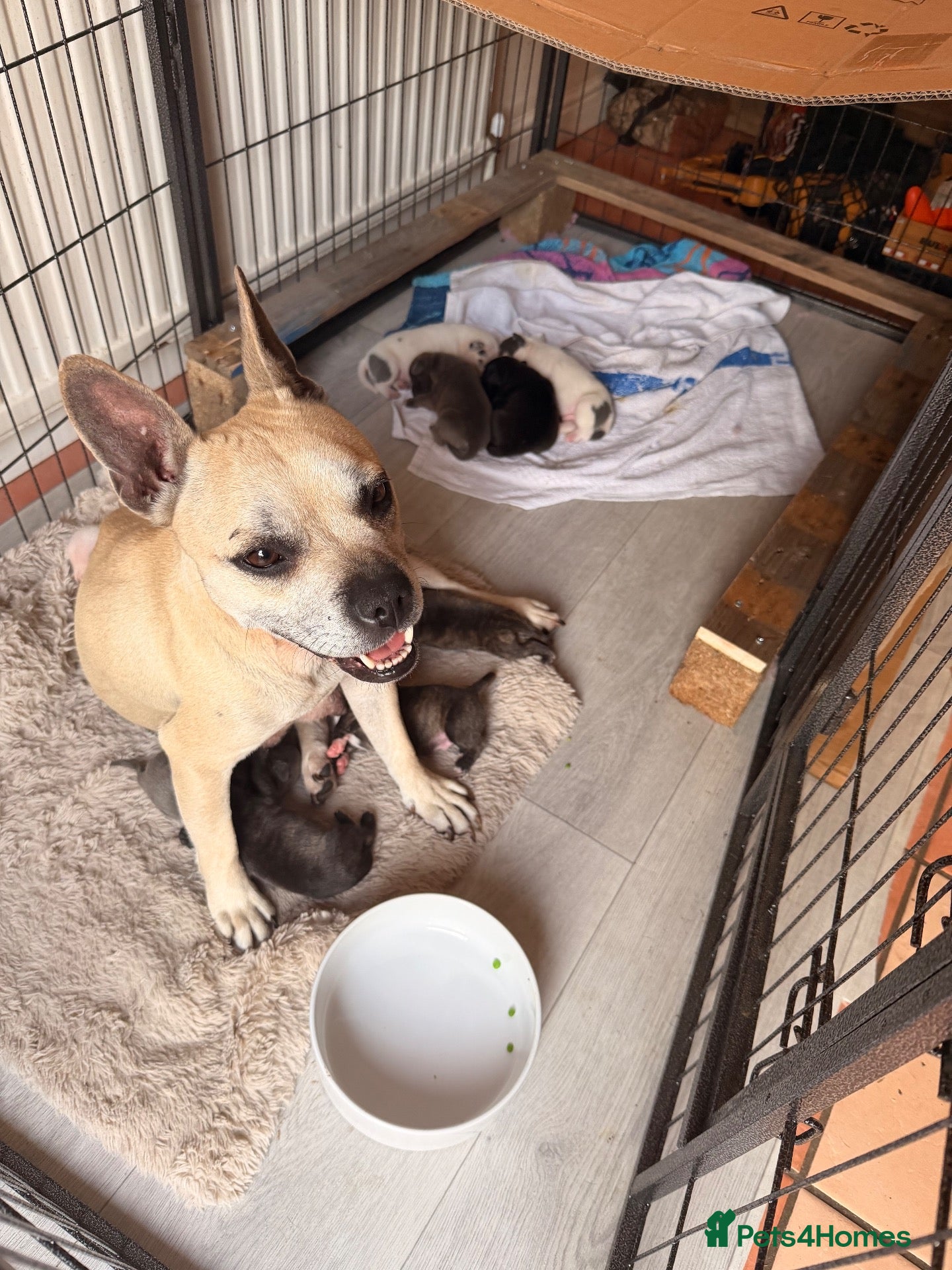 Mixed Breed dogs Frenchie x staff puppies  - Advert 5