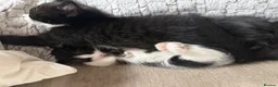 Mixed Breed cats for sale: Part Maine coone kittens  - Advert 5