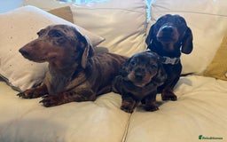 Miniature Dachshund dogs for sale: KC, PRA Clear Miniature Dachshund Puppies - Image 11