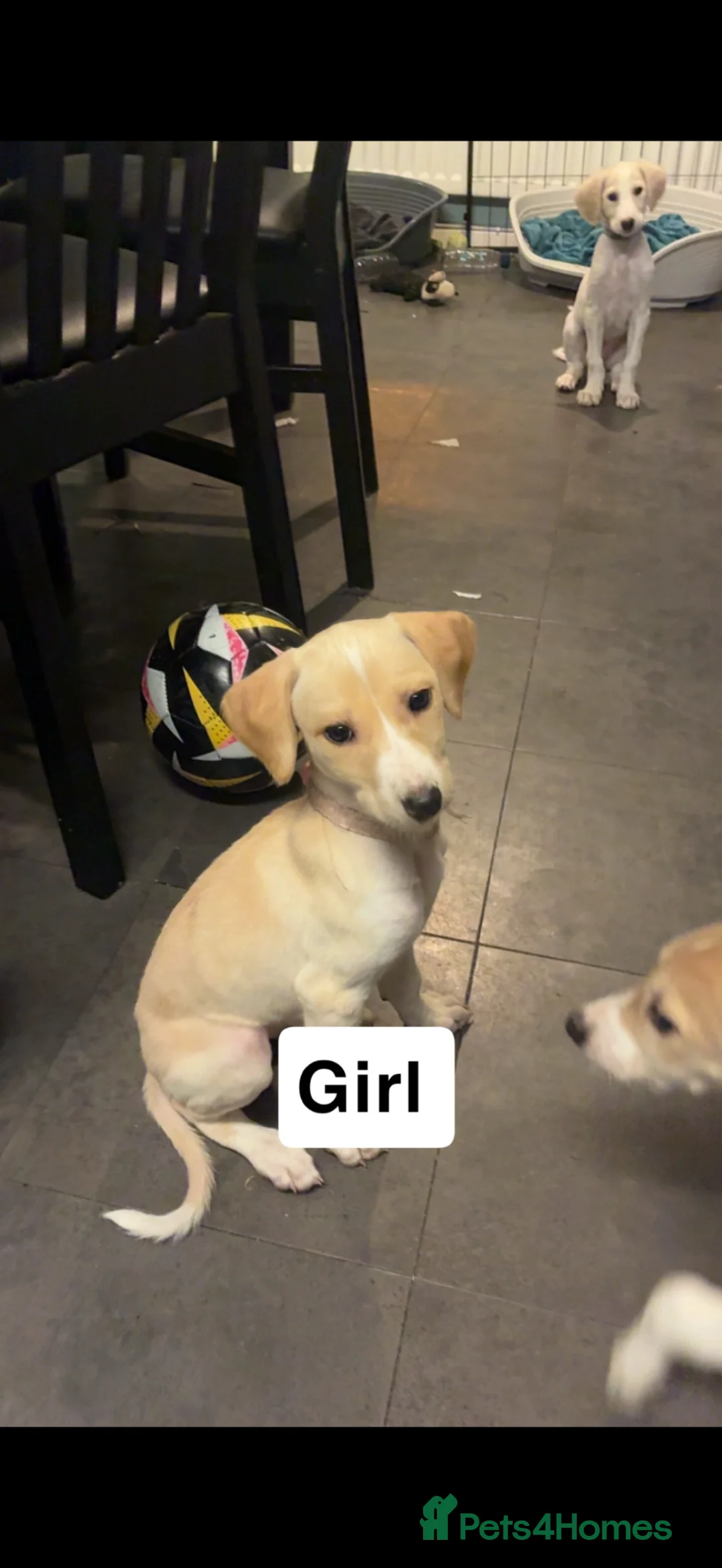 Saluki dogs for sale: Saluki greyhound puppies in Crewe - Advert 8