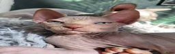 Sphynx cats for sale: Little sweet sphynx boys ready for new home 🐾 - Advert 29