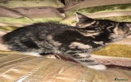 Mixed Breed cats for sale: Stunning fluffy and short haired ready now  - Image 15