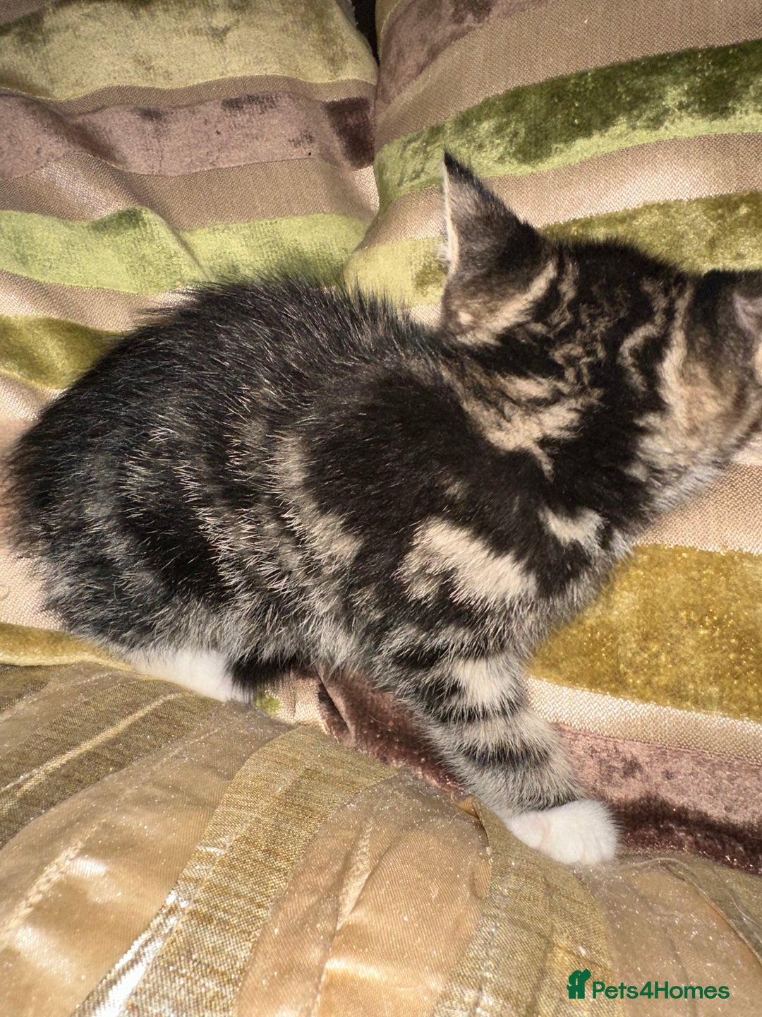 Mixed Breed cats for sale: Stunning fluffy and short haired ready now  - Image 15