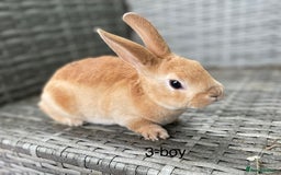 Rex rabbits for sale: 5 beautiful mini Rex  - Image 3