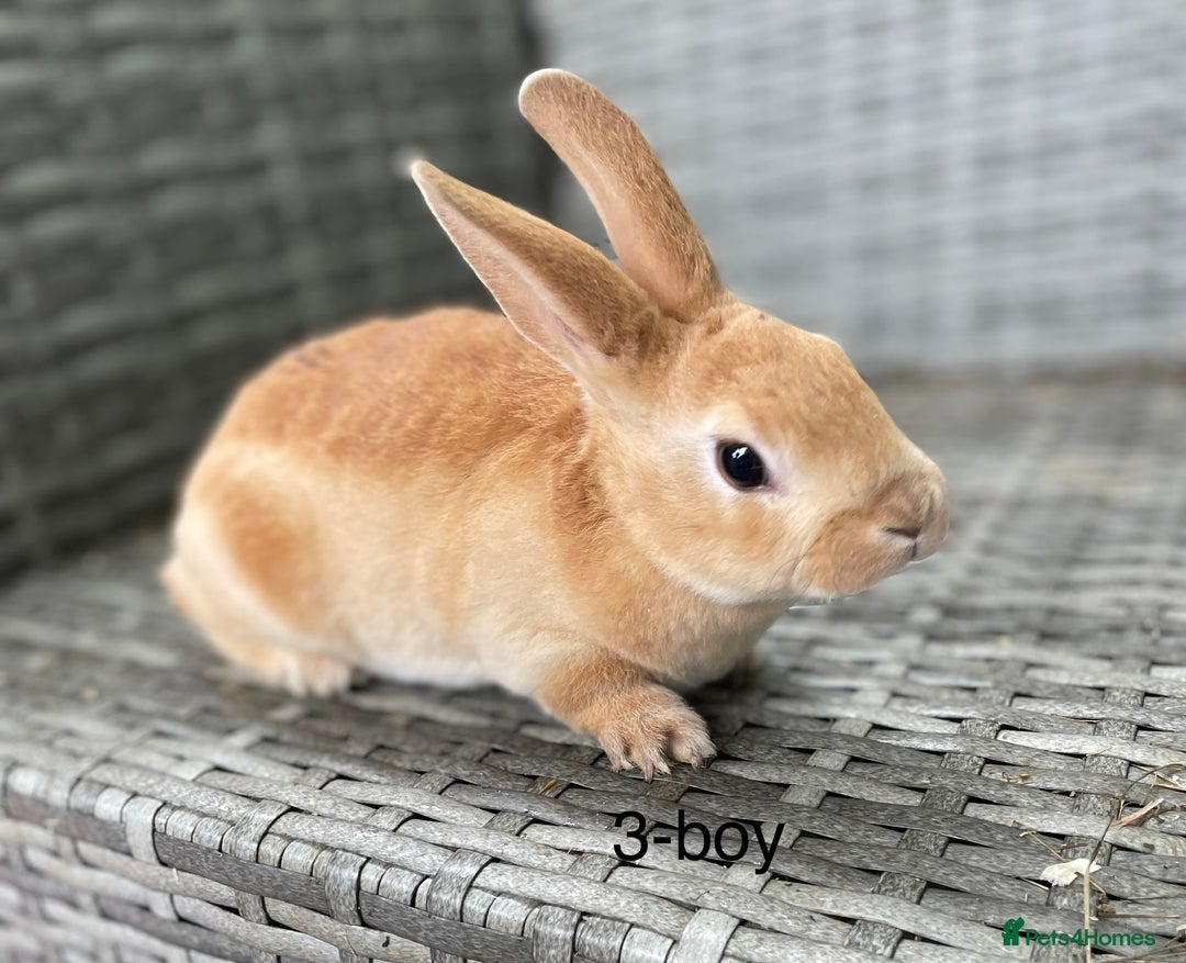 Rex rabbits for sale: 5 beautiful mini Rex  - Image 3