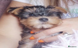 Yorkshire Terrier dogs for sale: Adorable Yorkshire terrier puppies  - Image 8