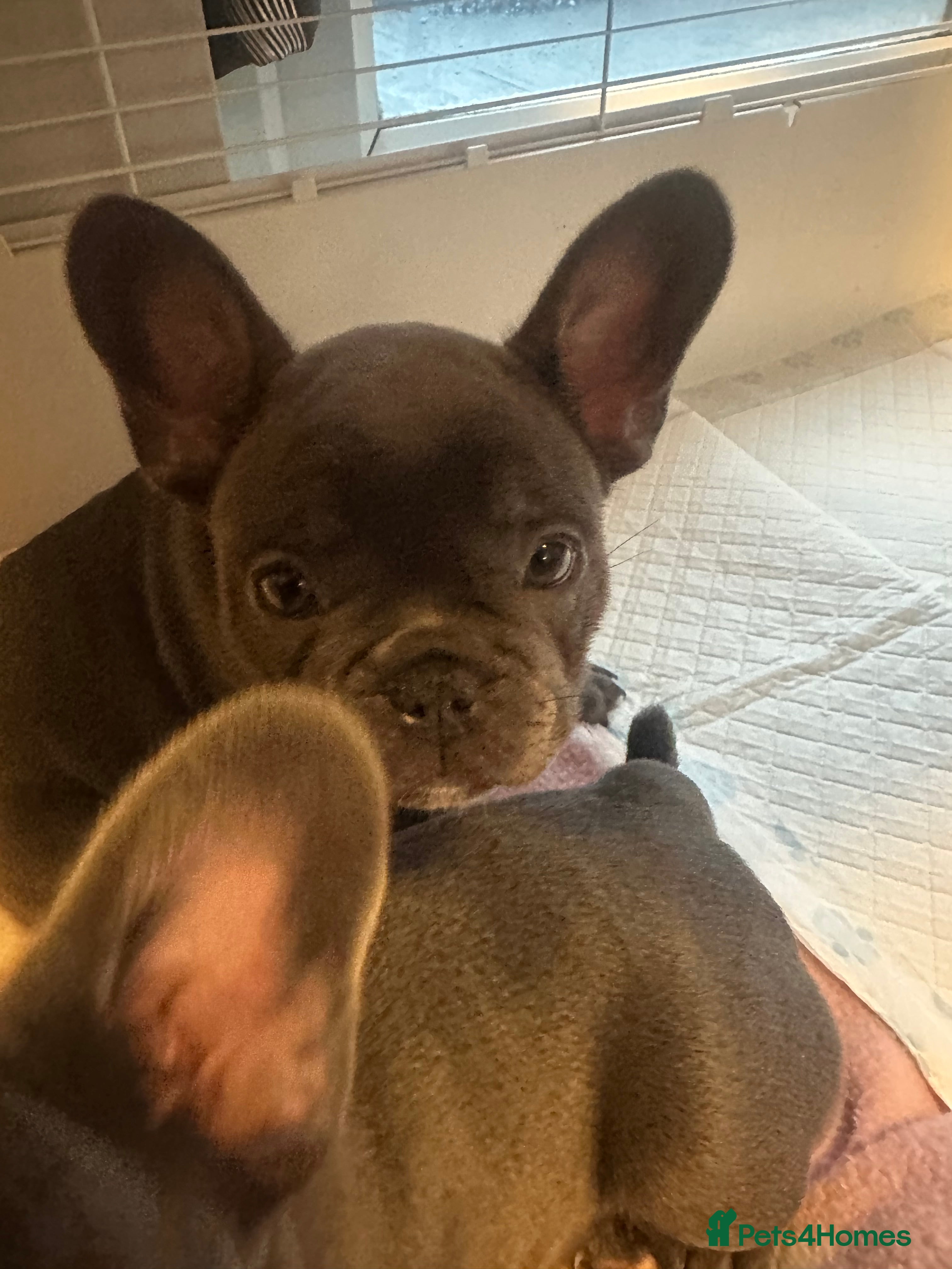 French Bulldog dogs KC FRENCH BULLDOGS - Advert 14