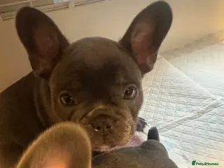 French Bulldog dogs KC FRENCH BULLDOGS - Advert 14