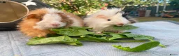 Guinea Pig rodents for sale: Bonded teddy x Abyssinian males - Advert 16