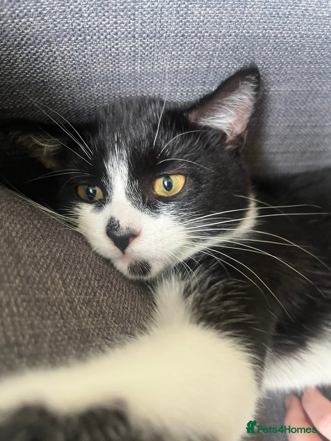 British Shorthair cats for sale: female cat for sale  - Advert 5