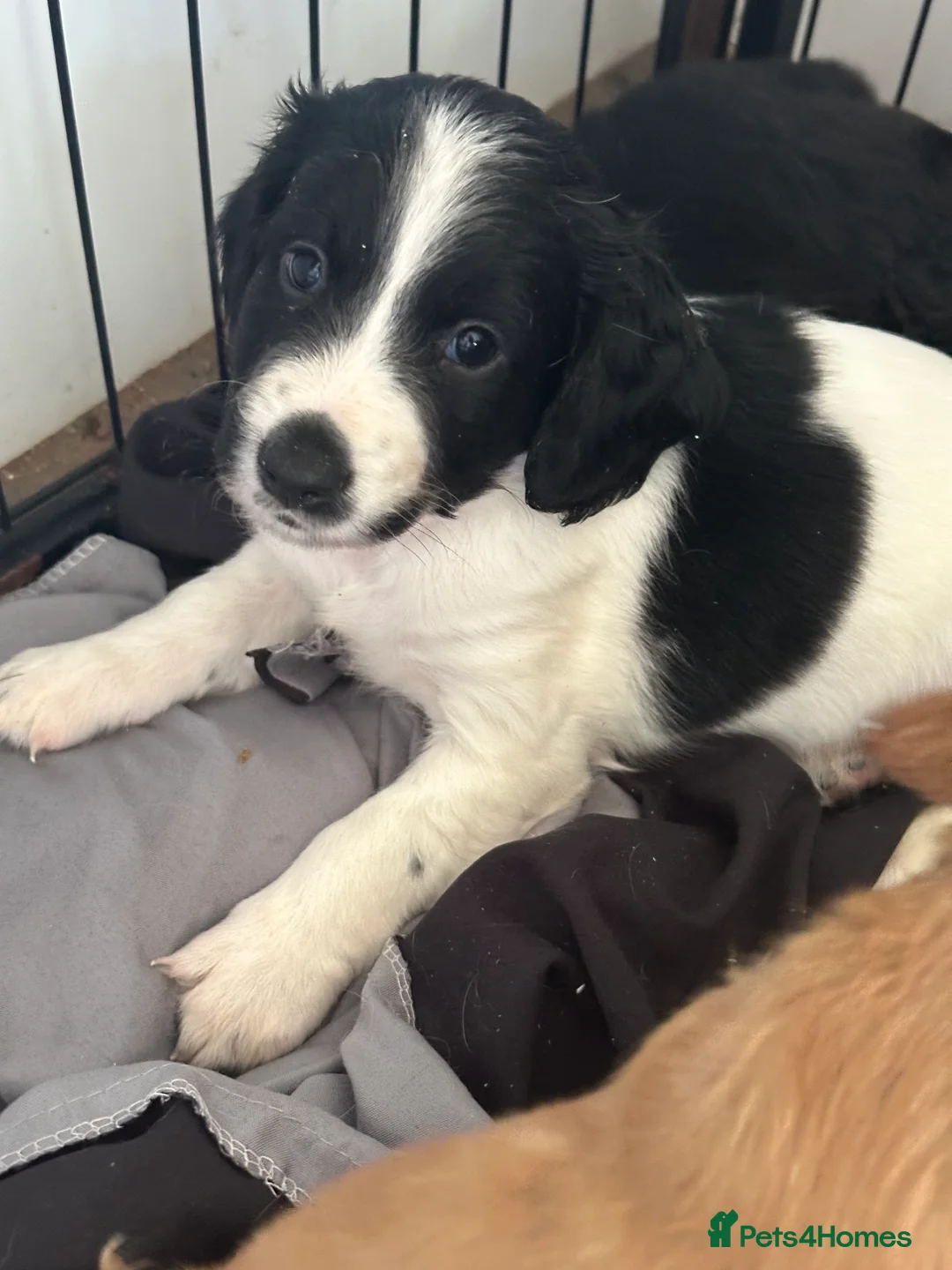 Sprocker dogs for sale: Last of the litter ready now  - Advert 2