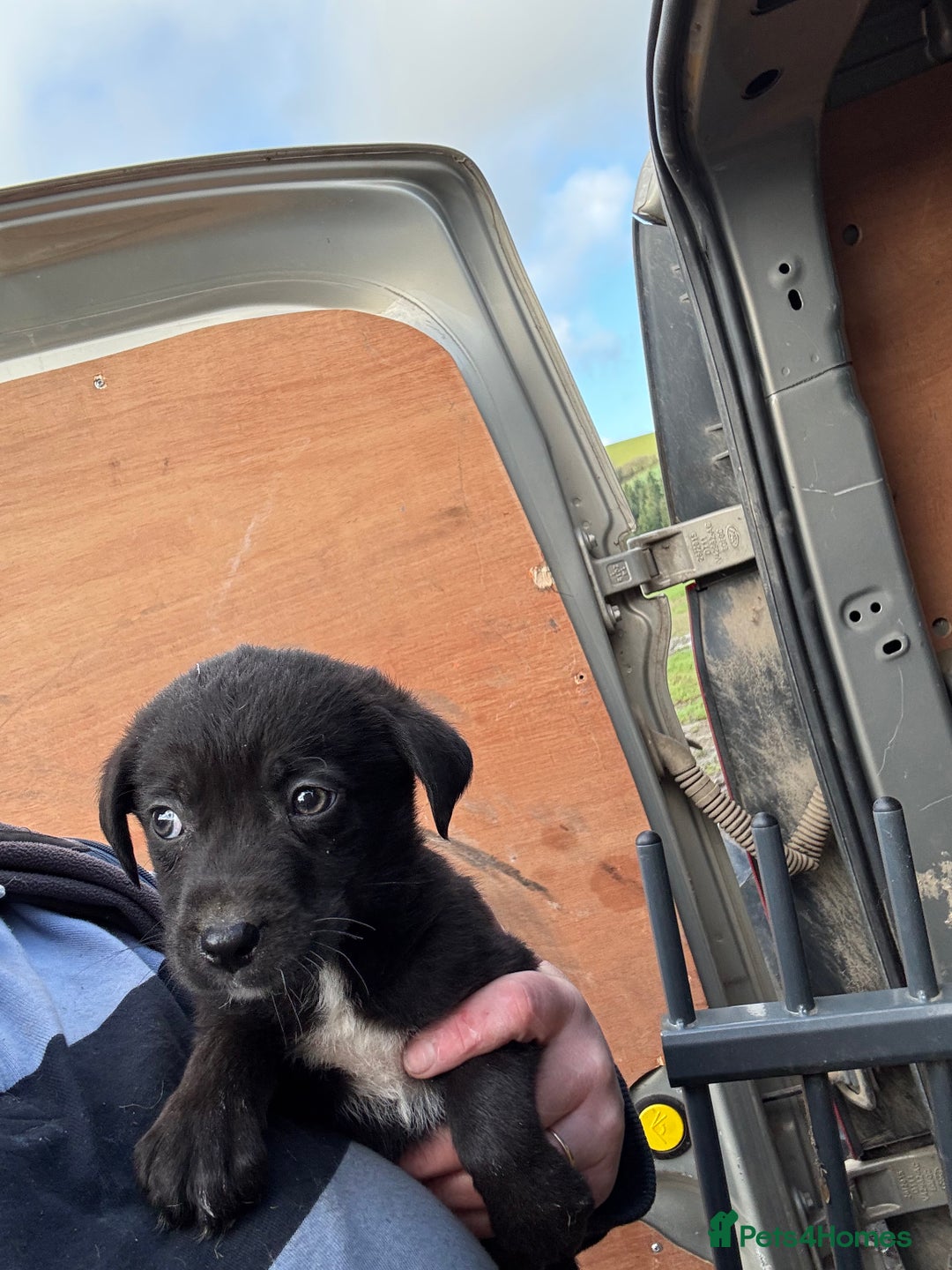 Mixed Breed dogs for sale: 🔥 collie x Labrador pups 🔥 - Advert 10