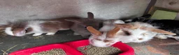 Mini Lion Lop rabbits for sale: 5 Beautiful Mini Lionhead Lops £50 Each. - Advert 5