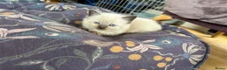 Ragdoll cats for sale: Ragdoll Kittens Farm Bred - Advert 5