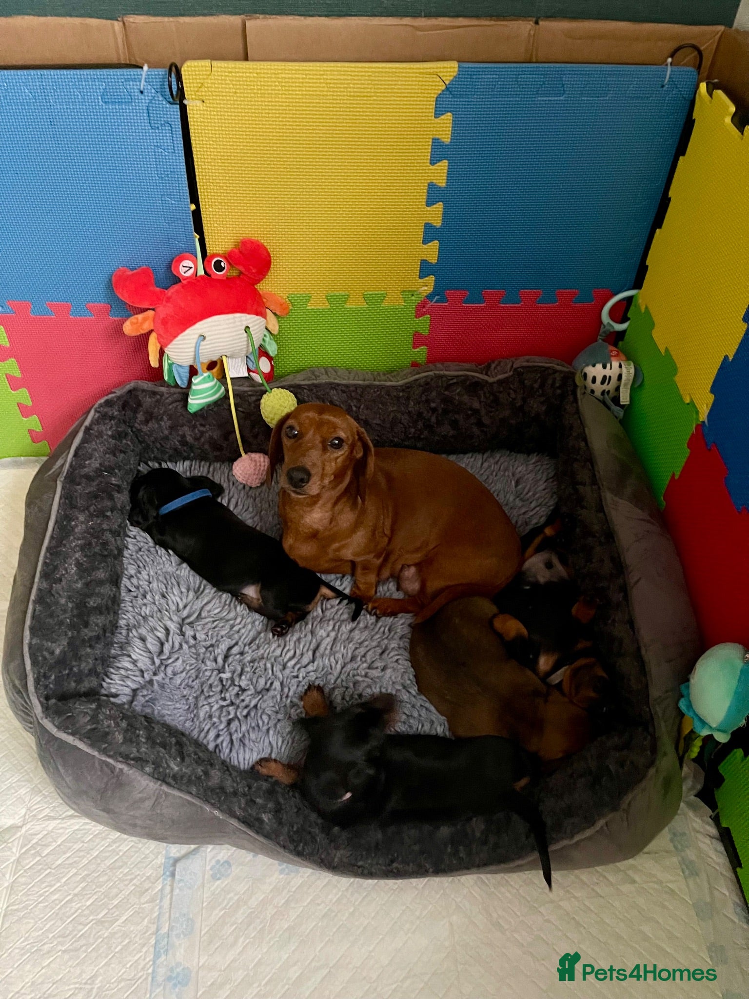 Miniature Dachshund dogs Miniature Dachshund KC Registered Puppies  - Advert 4