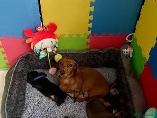 Miniature Dachshund dogs Miniature Dachshund KC Registered Puppies - Advert 1