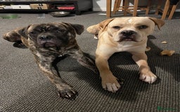 Mixed Breed dogs for sale: Rehoming these 2 beauties - Image 1