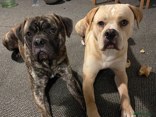 Mixed Breed dogs for sale - Advert 1