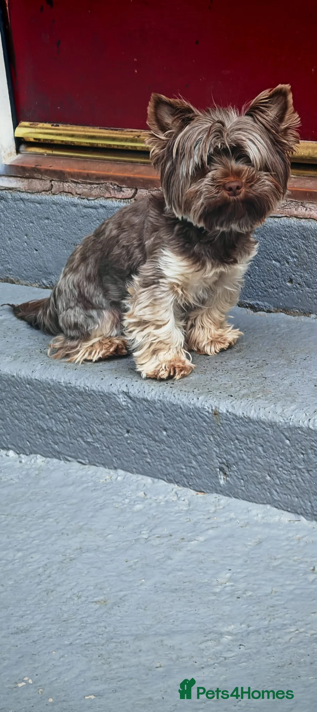 Yorkshire Terrier dogs for sale: READY NOW..PEDIGREE YORKSHIRE TERRIER FOR SALE - Advert 21