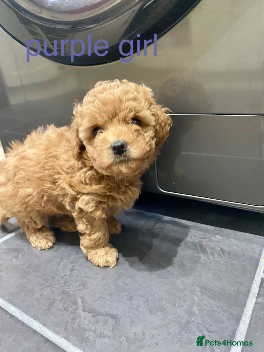Poochon dogs for sale: ♥️RARE Tiny Asian Toy poodle Xx Toy Poochon ♥️ - Advert 7