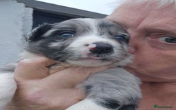 Border Collie dogs for sale: Red white border collie puppies - Advert 10