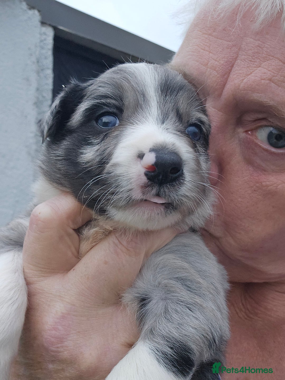 Border Collie dogs for sale: Red white border collie puppies - Advert 10