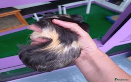 Guinea Pig rodents for sale: Baby Guinea pigs  - Image 4