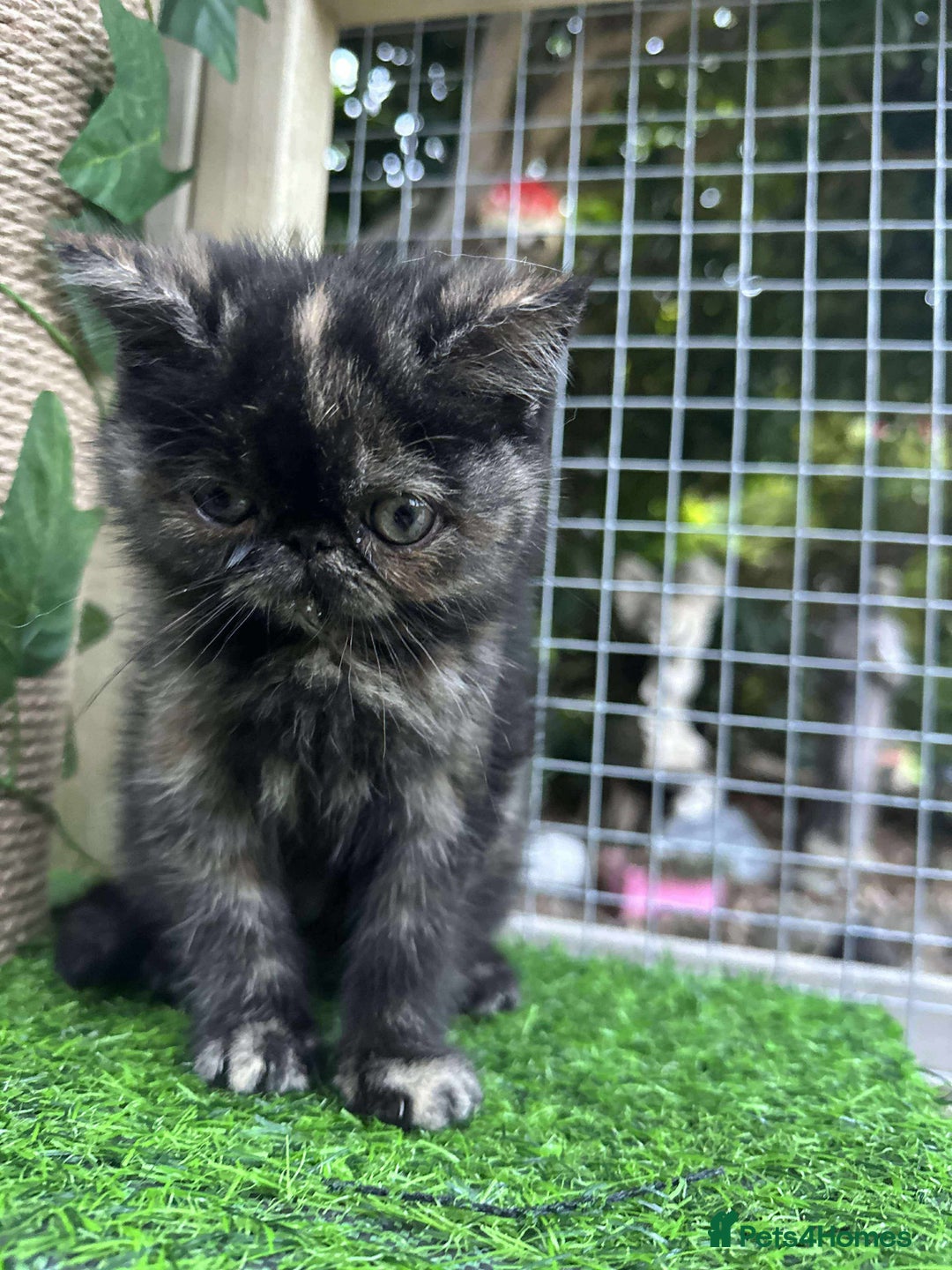 Exotic cats for sale: Exotic shorthair and British longhair  - Image 2