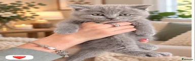 British Shorthair 1