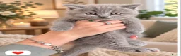 British Shorthair cats for sale: Born 20/7/26 ready to go first week October  - Advert 10