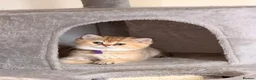Scottish Fold cats for sale:  2 left! Golden Chinchilla Scottish ready go 28/05 - Advert 3