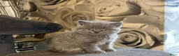 British Shorthair cats for sale: Adorable purebreed British shorthair kittens  - Advert 4