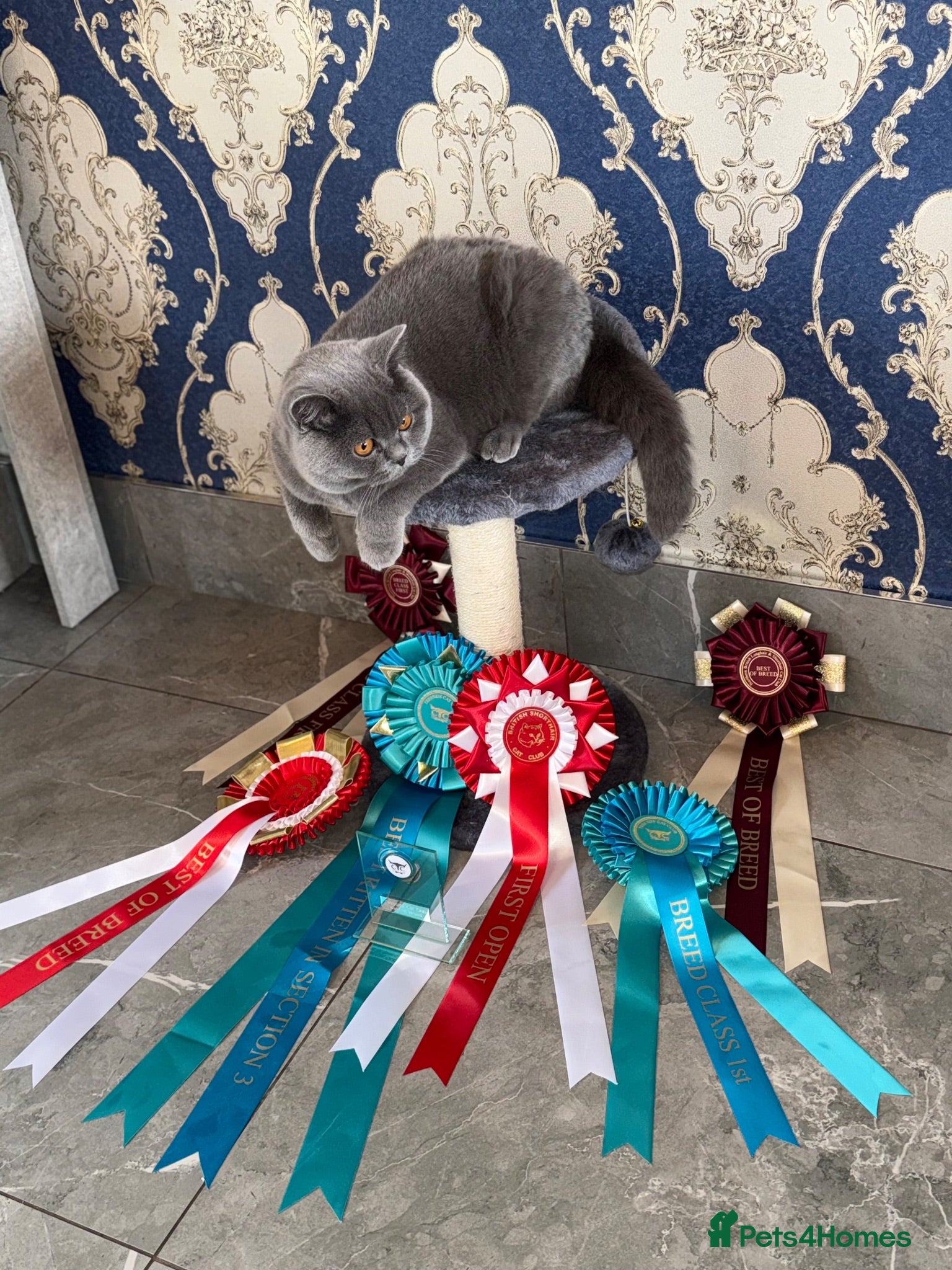 British Shorthair cats GCCF REGISTERED BRITISH SHORTHAIRS  - Advert 1